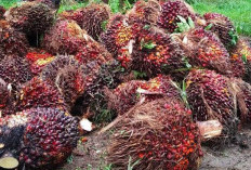 Harga TBS Kelapa Sawit di Mukomuko Naik Hingga Rp300 per Kg, Tertinggi Rp2.740