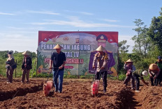Polda Bengkulu Tanam Jagung Kuartal IV, Dorong Ketahanan Pangan Lewat Pemanfaatan Lahan Kosong