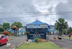 Krisis Vaksin Rabies di Lebong, 17 Ribu Hewan Terancam Tak Terlindungi Tahun 2026