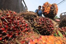 SPI Usulkan 10 Pabrik CPO per Provinsi, Bengkulu Masuk Pilot Project
