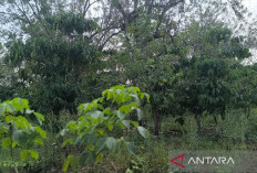350 Hektare Kopi Kepahiang Diremajakan, Pemkab Bidik Produksi 1 Ton per Hektare
