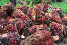 Update Harga TBS Kelapa Sawit di Mukomuko, Tertinggi Capai Rp2.960 per Kilogram