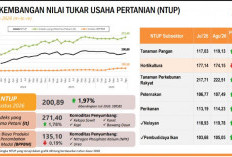 NTP Hortikultura Bengkulu Anjlok 2,04 Persen, Harga Sayuran Jadi Biang Kerok