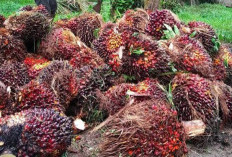 Update Harga TBS Sawit Mukomuko Minggu 7 Juni 2026, Kembali Stagnan Diangka Rp2.850 Perkilogram