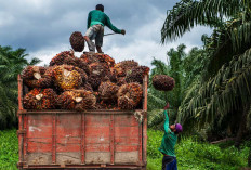 Harga Sawit Mukomuko Tak Bergerak, Petani Menanti Kenaikan Saat TBS Bertahan di Rp2.960 per Kg