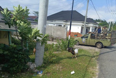 Perda Baru Ternak Liar Segera Disahkan, Satpol PP Kaur Siapkan Razia Harian di 2026