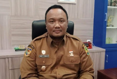 Pemkot Bengkulu Terima Sapi Kurban Presiden Berbobot 804 Kilogram untuk Iduladha 2026