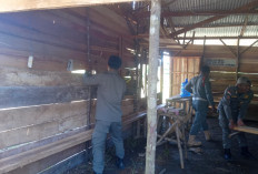 Meresahkan Warga, Satpol PP Bongkar Warung Remang-remang di Beringin Raya