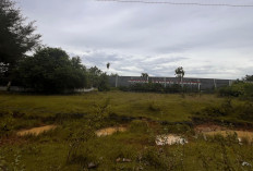 Terbengkalai, Stadion Padang Panjang Bengkulu Selatan Jadi Semak Belukar dan Kubangan Kerbau