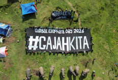 Gajah Sumatera Bengkulu Terancam Punah, Koalisi Usul 80 Ribu Hektare Jadi Suaka Margasatwa