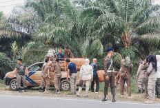 Ternak Liar Rusak Tanaman Warga, Satpol PP Bengkulu Selatan Janji Tertibkan di 2026