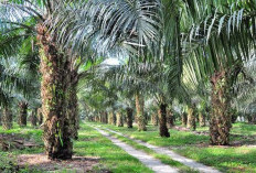 Harga Sawit Mukomuko Melonjak hingga Rp250 per Kg, Tembus Rp2.440 dan Kian Dekati Target Provinsi