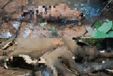 Kematian 2 Gajah dan 1 Harimau Sumatera di Mukomuko Disorot, Dugaan Kejahatan Lingkungan Mencuat