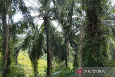 Bengkulu Tengah Usulkan Replanting Sawit 212 Hektare, Ribuan Pohon Tua Segera Diremajakan