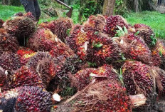 Harga TBS Sawit di Mukomuko Kembali Turun, Tiga Pabrik Pangkas Rp20-30 per Kilogram