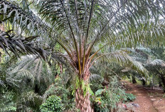 Harga TBS Sawit Mukomuko Jelang Nataru Masih Tinggi, Tertinggi Rp3.005 per Kg