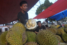 Bupati Kaur Dorong Jalan dan Jembatan ke Sentra Durian Premium demi Dongkrak Ekonomi Warga