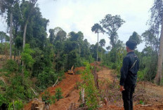 Dugaan Perambahan HPT di Mukomuko Disorot, Aktivis Desak Penegakan Hukum Adil dan Aktor Besar Ditindak